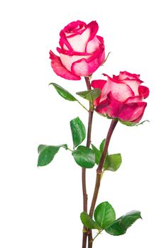 Rose flower with clipping path, side view. Beautiful roses on stem with leaves isolated on white background.