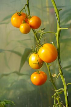 Yellow tomatoes of varying ripeness grow in a polycarbonate greenhouse. Growing organic tomatoes