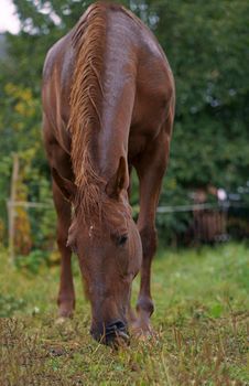 cute funny brown horse standing near fence on green meadow. rustic horse farm