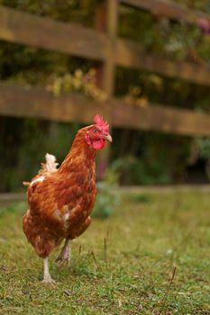 Red chicken. hen walking in the street near the house