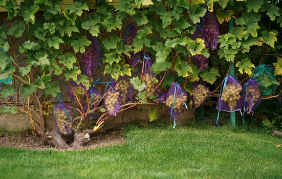 Close-up of grapes hanging from a branch in a vineyard. Sweet and delicious bunch of grapes on the vine. Green grapes on the vine. A branch of grapes is ready for harvest. Selective focus.