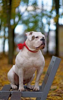 dog in autumn park. Funny happy cute dog breed american bulldog runs smiling in the fallen leaves.
