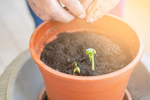 Hand planting young plant in a big pot. Lifestyle.