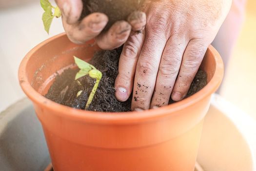 Hand planting young plant in a big pot. Lifestyle.