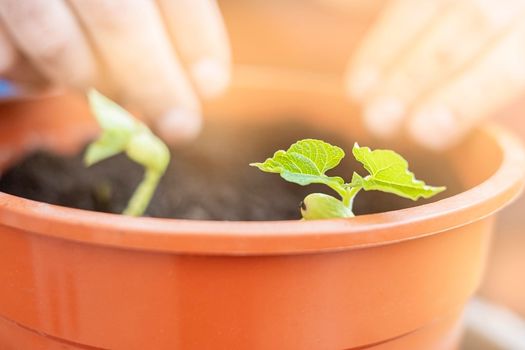 Hand planting young plant in a big pot. Lifestyle.