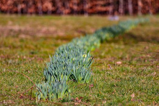 A long row of daffodils in a city park in winter