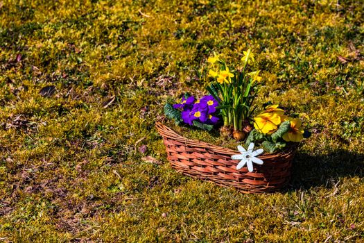 A basket of colorful flowers in a romantic spring mood on a lawn in sunlight as symbol of springtime