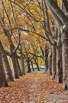View of the alley of trees in the park in autumn. Fallen leaves on the ground