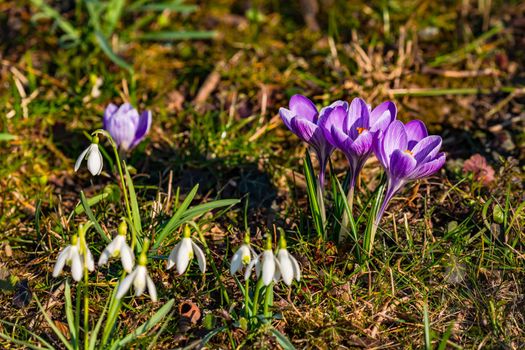 Picturesque spring picture with several crocuses and snowdrops in the grass