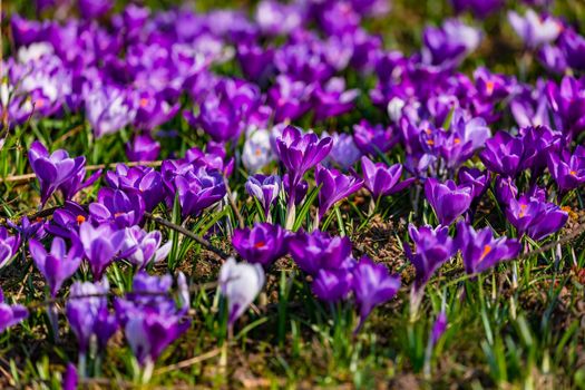 Close-up of a blooming sea of purple crocuses in a meadow as symbol of springtime