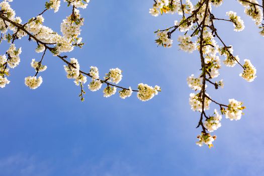 A branch with many bright white flowers in spring cropped against blue sky