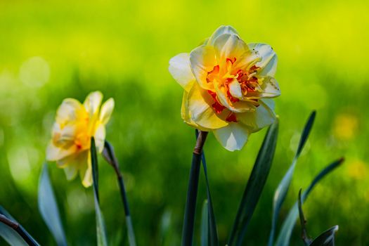 Filled white yellow daffodils curled petals isolated against green background