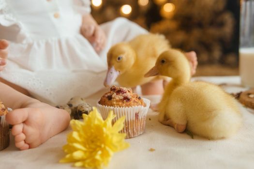 Cute fluffy ducklings on the Easter table with quail eggs and Easter cupcakes, next to a little girl. The concept of a happy Easter.