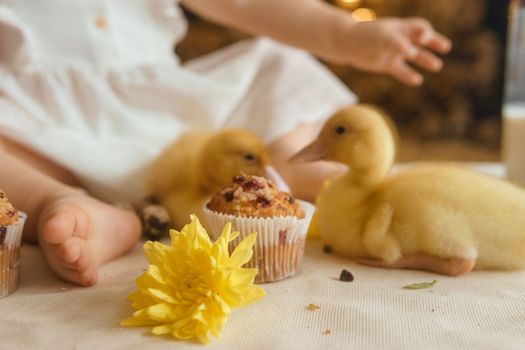 Cute fluffy ducklings on the Easter table with quail eggs and Easter cupcakes, next to a little girl. The concept of a happy Easter.