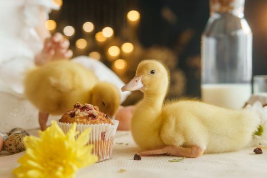 Cute fluffy ducklings on the Easter table with quail eggs and Easter cupcakes, next to a little girl. The concept of a happy Easter.