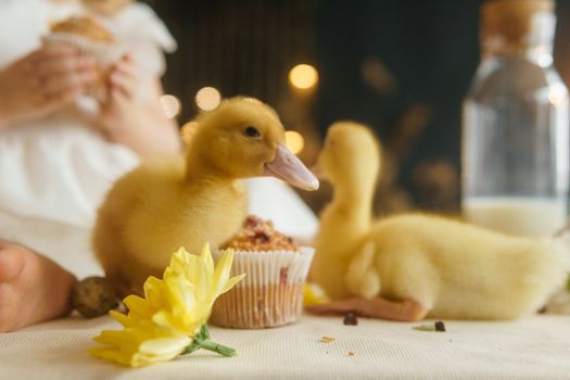 Cute fluffy ducklings on the Easter table with quail eggs and Easter cupcakes, next to a little girl. The concept of a happy Easter.