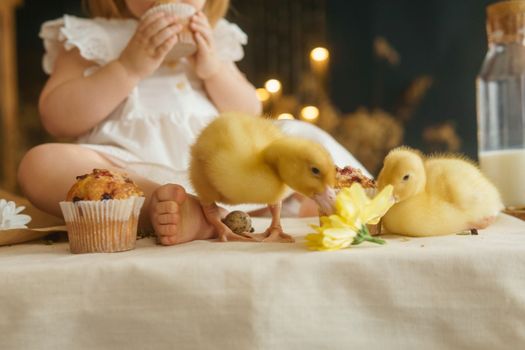 Cute fluffy ducklings on the Easter table with quail eggs and Easter cupcakes, next to a little girl. The concept of a happy Easter.