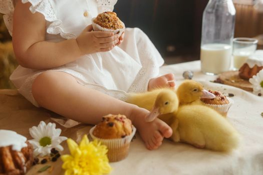 Cute fluffy ducklings on the Easter table with quail eggs and Easter cupcakes, next to a little girl. The concept of a happy Easter.