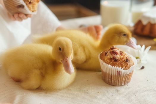 Cute fluffy ducklings on the Easter table with quail eggs and Easter cupcakes, next to a little girl. The concept of a happy Easter.