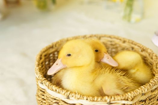 Live yellow ducks in a wicker basket made of matting close-up. the concept of raising animals on a farm