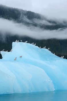 birds with blue iceberg floating in alaska