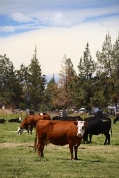 brown and black cattle in a grass field