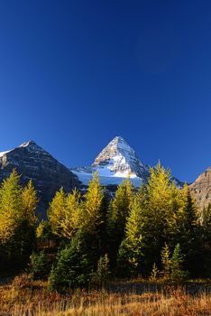 Mount Assiniboine with blue sky in Autumn with yellow trees