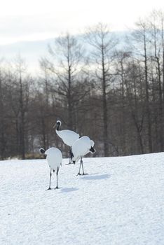 Japanese crane in Hokkaido