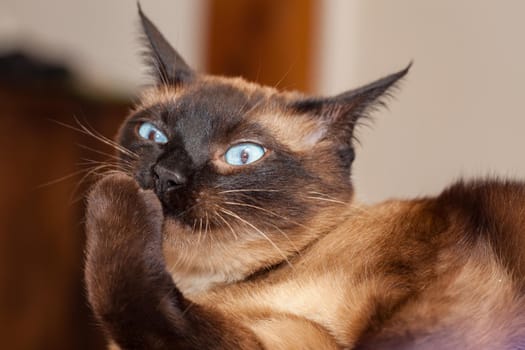 Portrait of a Siamese cat with beautiful blue eyes not happy with the head of a little devil with a nasty look