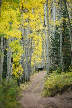 aspen tree in autumn from colorado