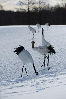 Japanese crane in Hokkaido