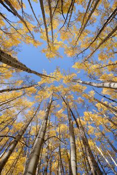 yellow aspen tree from colorado