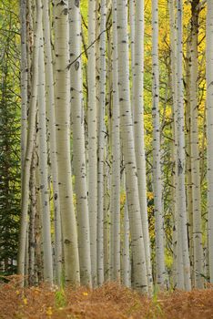 yellow aspen tree from colorado