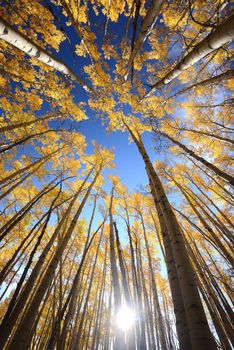 yellow aspen tree from colorado