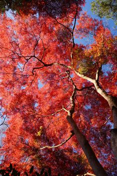 colorful maple leaves and branches from kyoto, japan