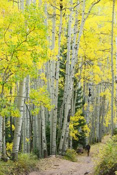 aspen tree in autumn from colorado