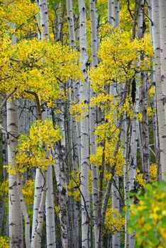 aspen tree in autumn from colorado