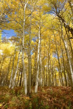 yellow aspen tree from colorado