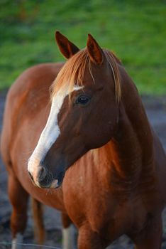 a brown horse in a local farm in vermont