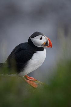 Puffin from westfjord in Iceland