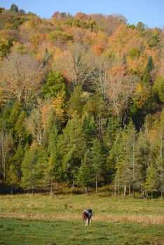 a brown horse in a local farm in vermont with fall foliage 