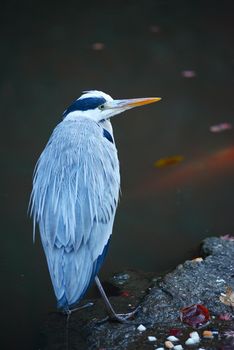 a bird in a garden in kyoto