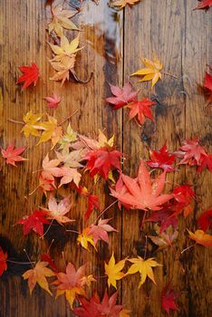 colorful red maple leaves on the ground