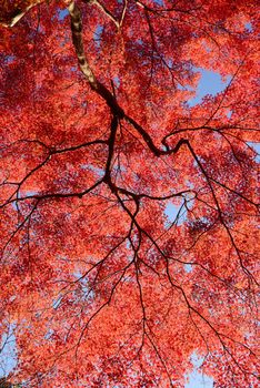 colorful maple leaves and branches from kyoto, japan