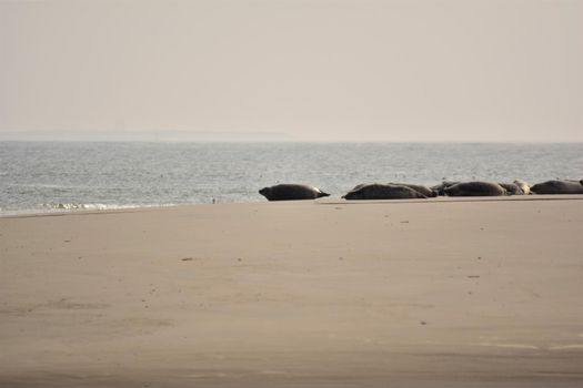 A group of seals laying on a sand bank
