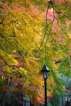colorful leaves in autumn from kyoto, japan