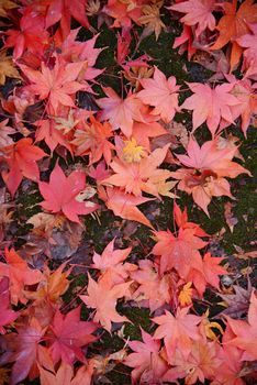 colorful red maple leaves on the ground
