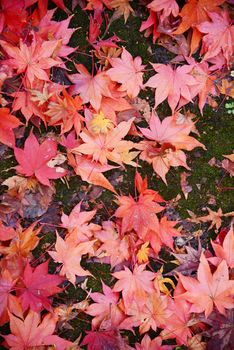 colorful red maple leaves on the ground