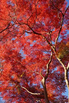 colorful maple leaves and branches from kyoto, japan