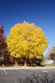 yellow color of fall foliage from a town in utah